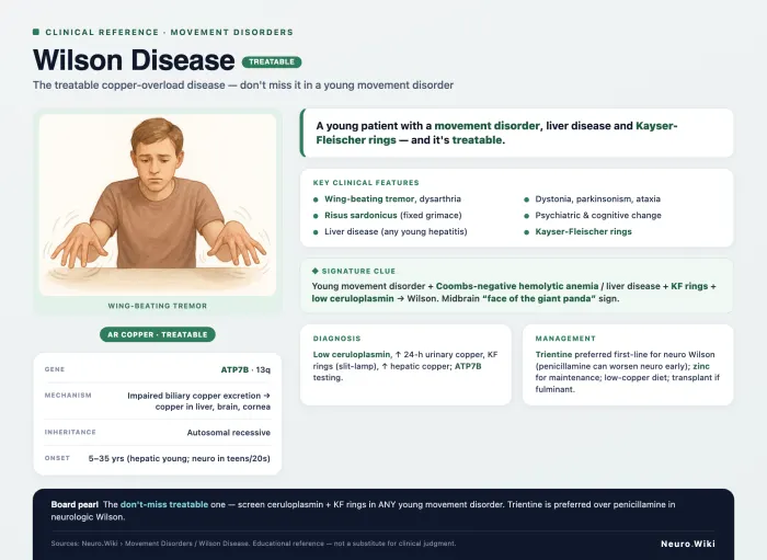 Wilson Disease