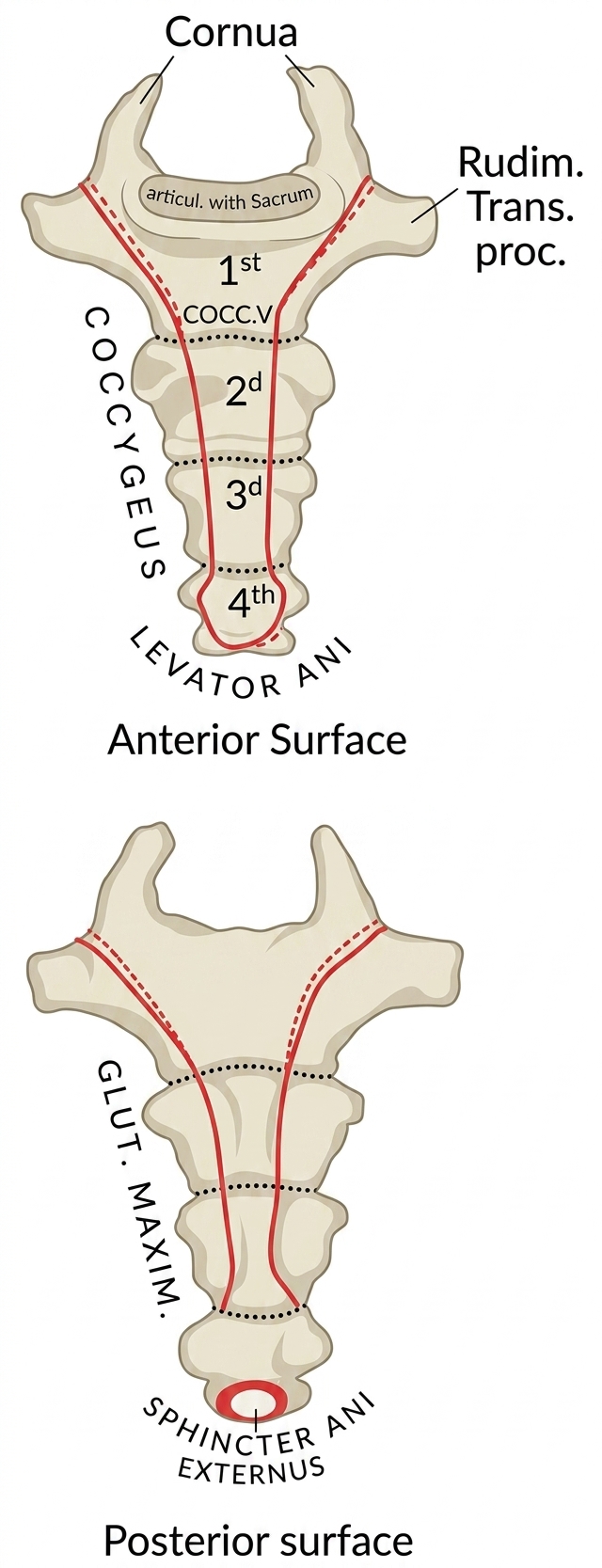 Coccyx