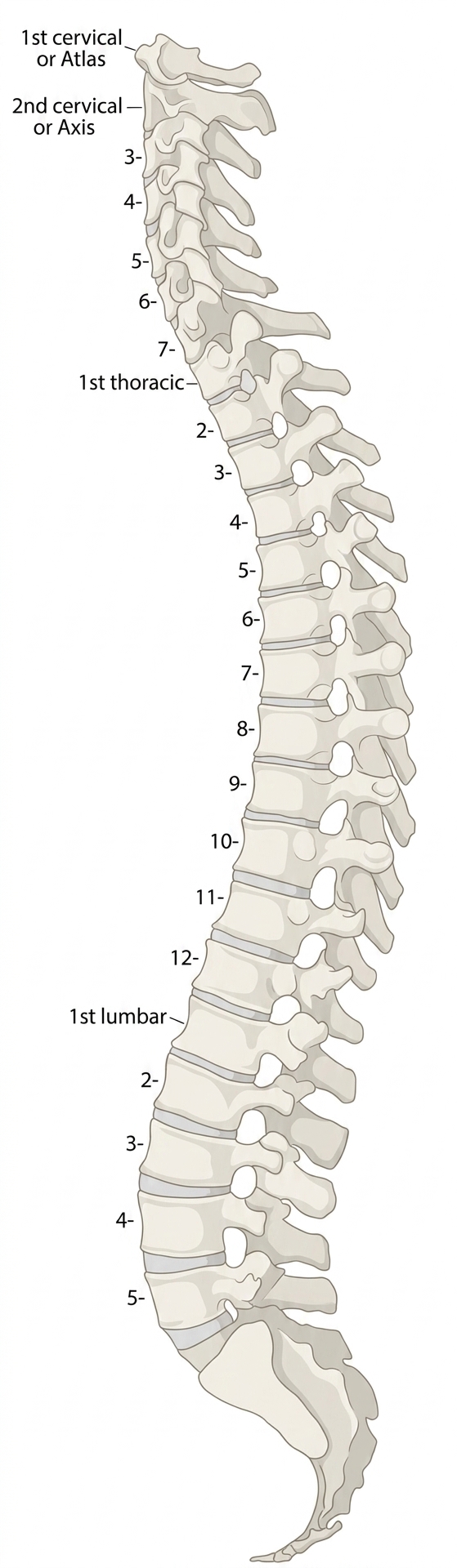 Lateral vertebral column