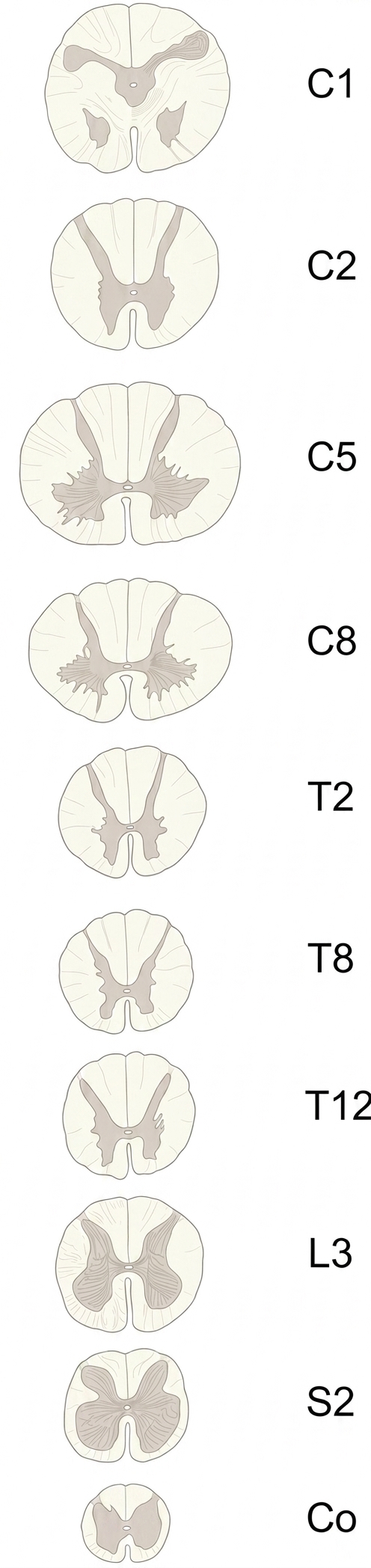 Spinal cord segment cross sections