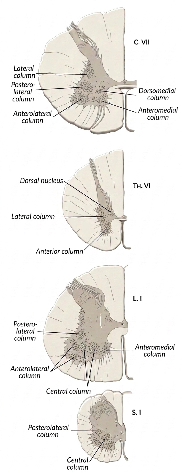 Transverse sections medulla spinalis different levels