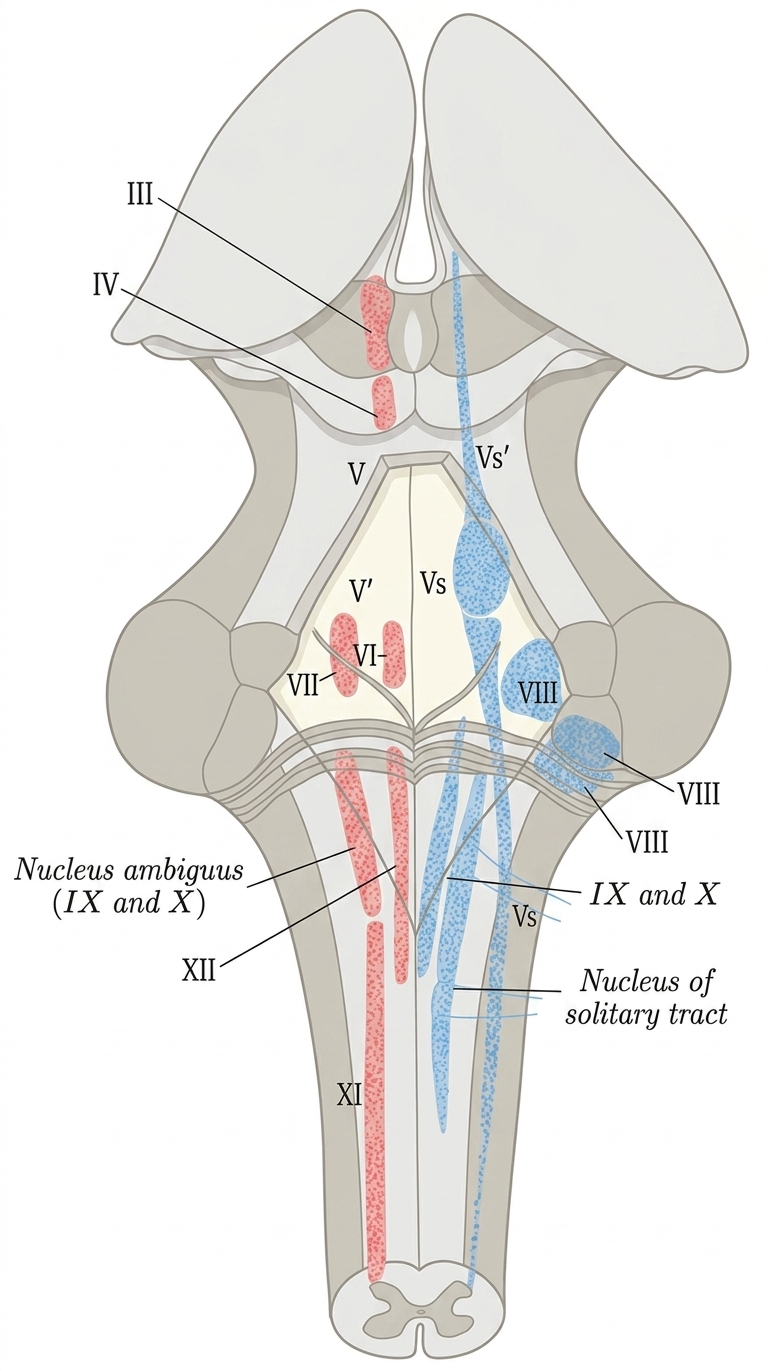 Vectorization file gray696 png depicts posterior brain