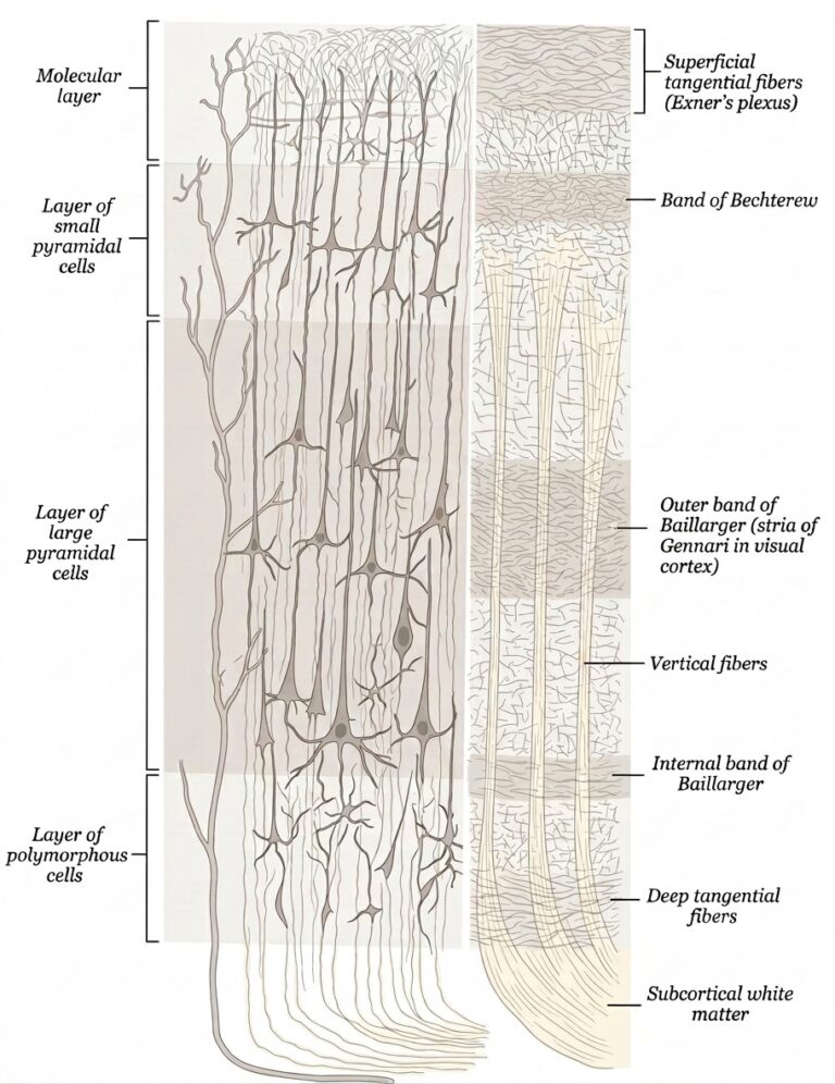 Cerebral cortex left groups cells right systems