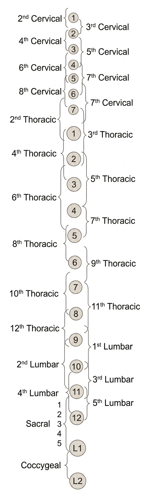Spinal segments and nerves