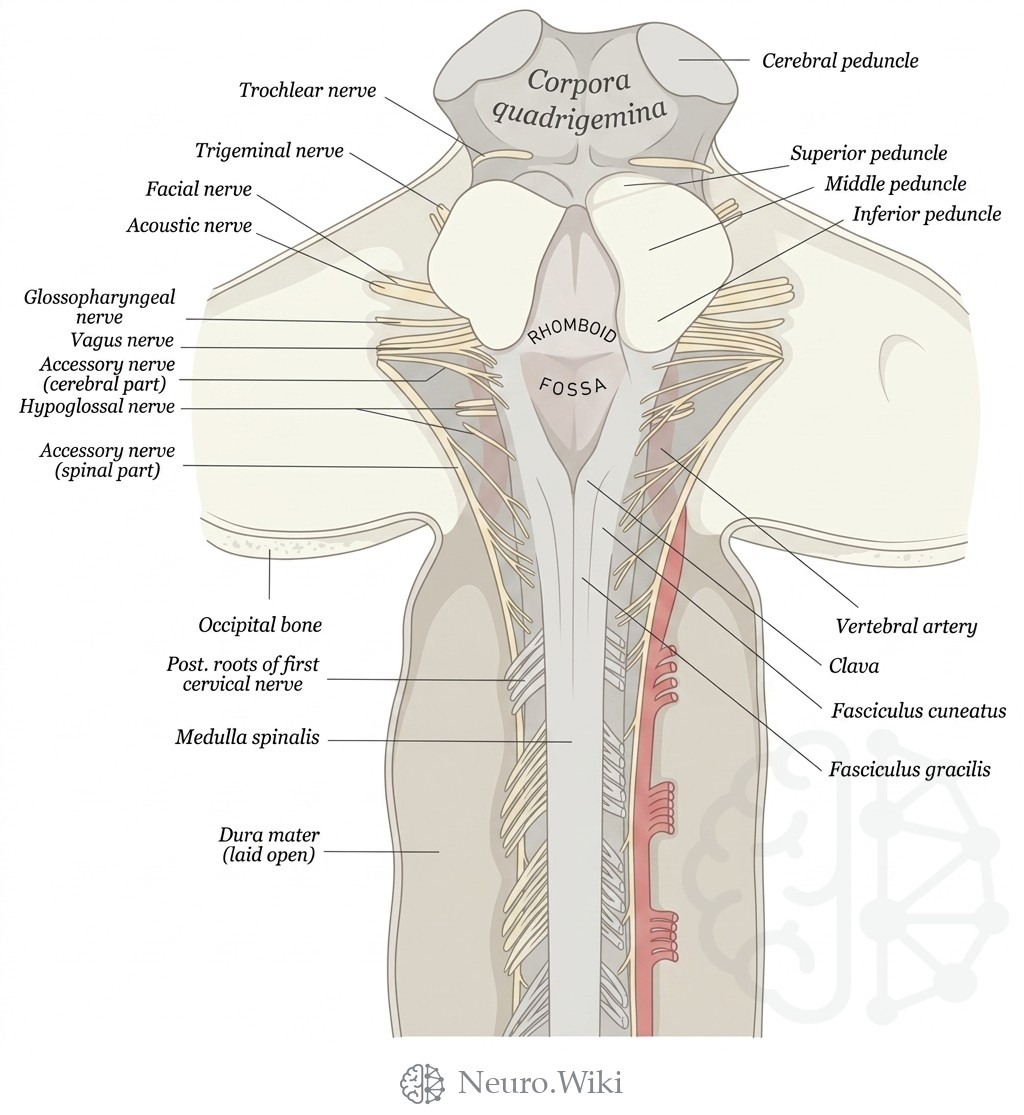 Posterior view of upper spinal cord, hindbrain and midbrain — Brain and spinal cord