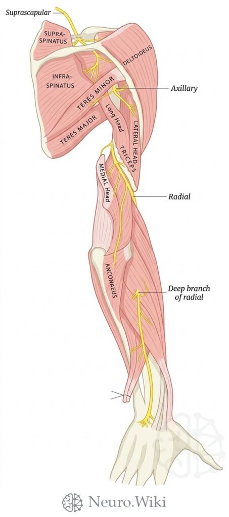 Suprascapular, axillary and radial nerves — Peripheral nerves