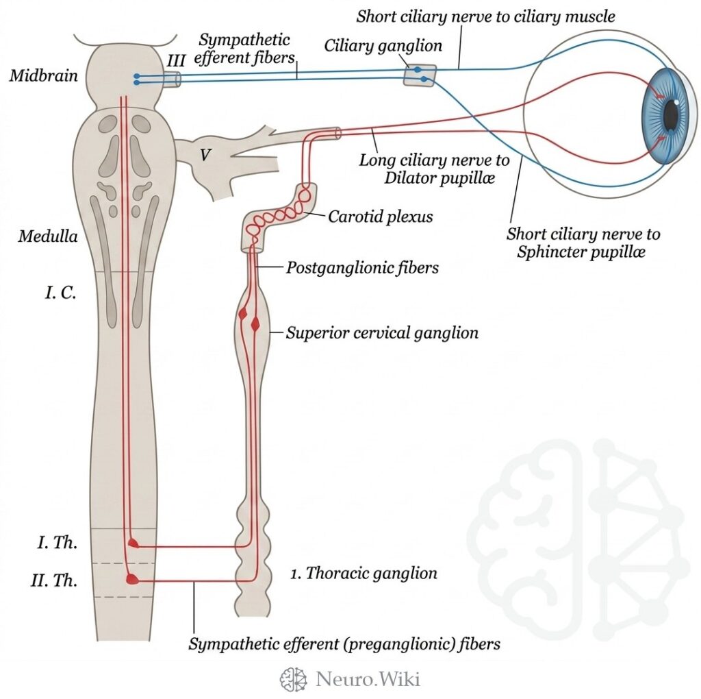Sympathetic connections of the ciliary and superior cervical ganglia — Peripheral nerves