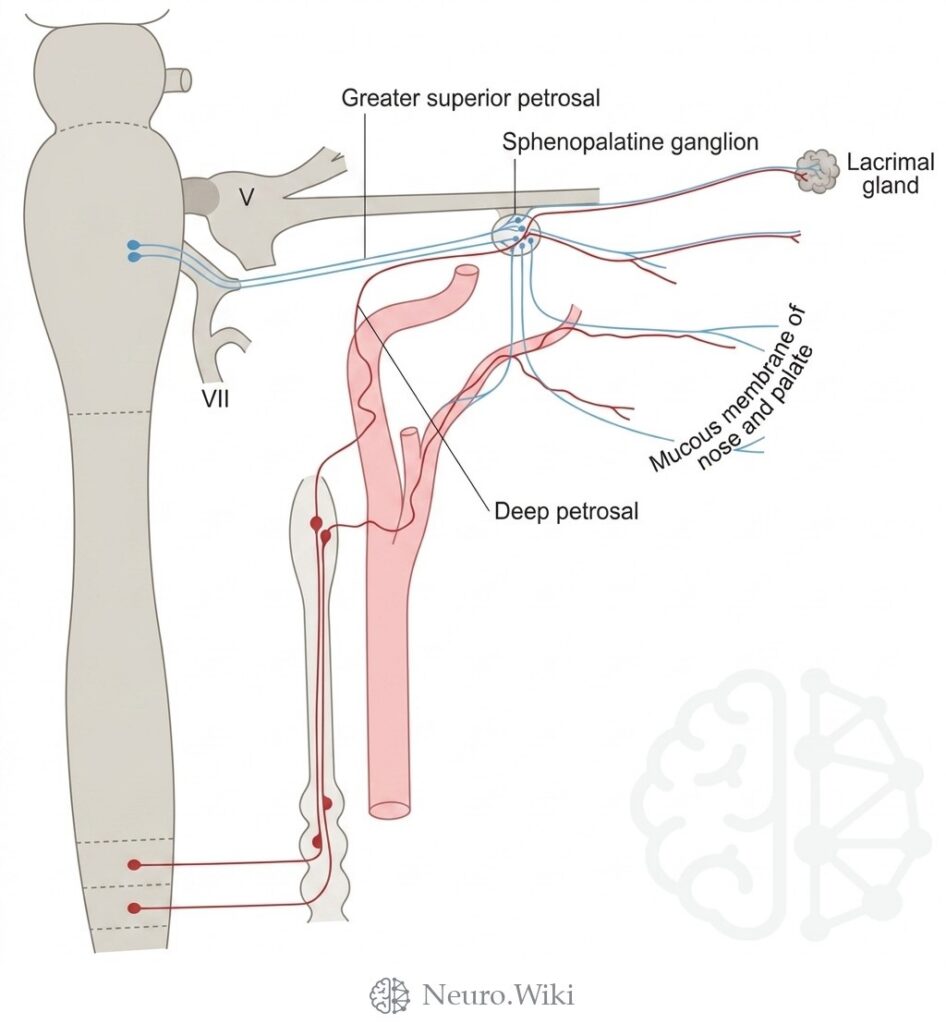 Sympathetic connections of the pterygopalatine and superior cervical ganglia — Peripheral nerves